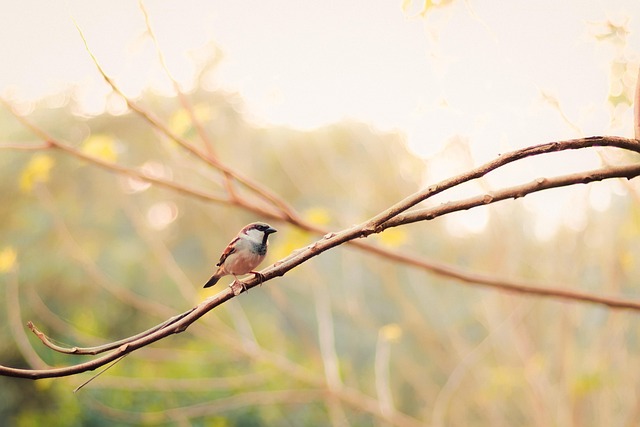 Healing From Loss – Coping Strategies For Grief And Bereavement